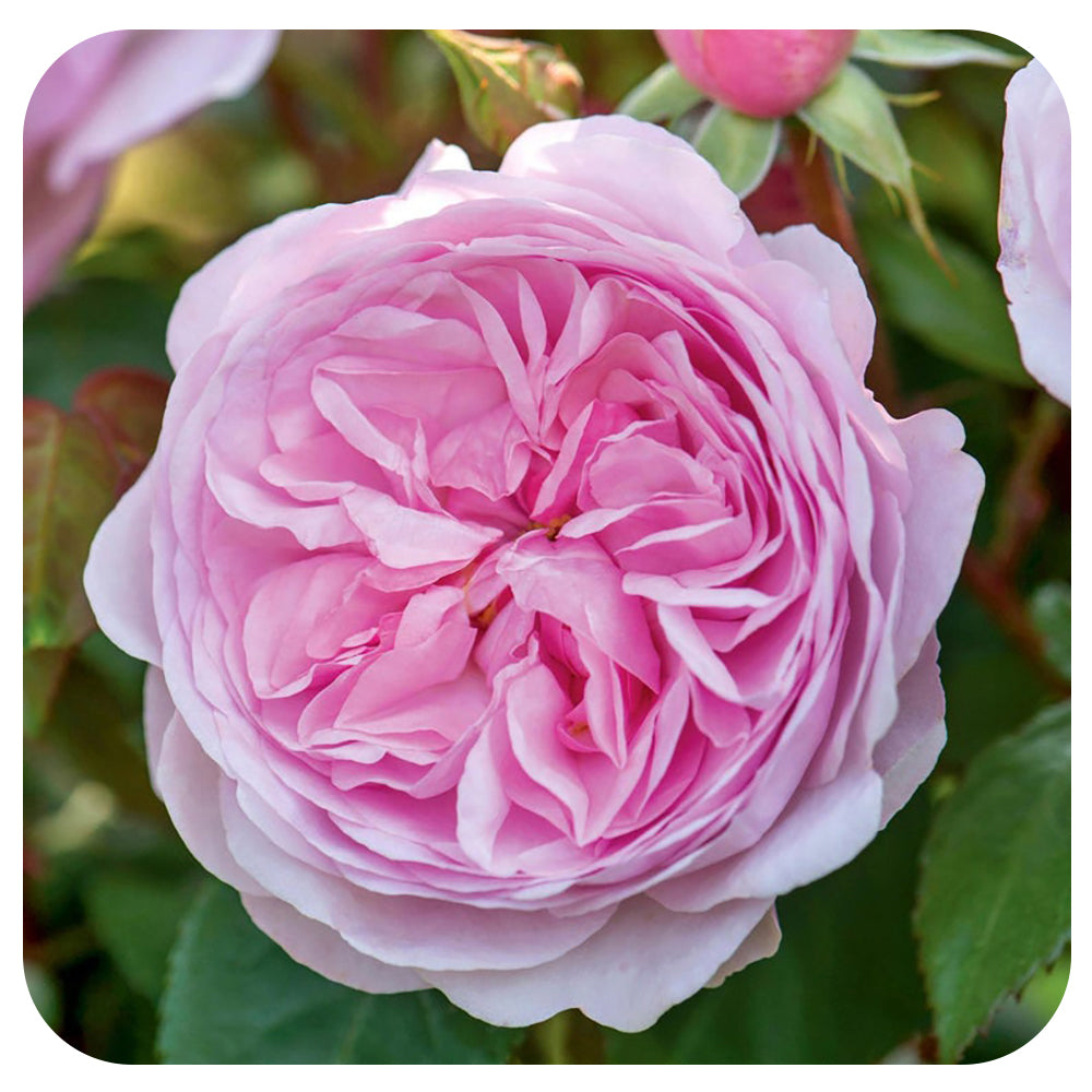 Olivia Rose Austin by David Austin