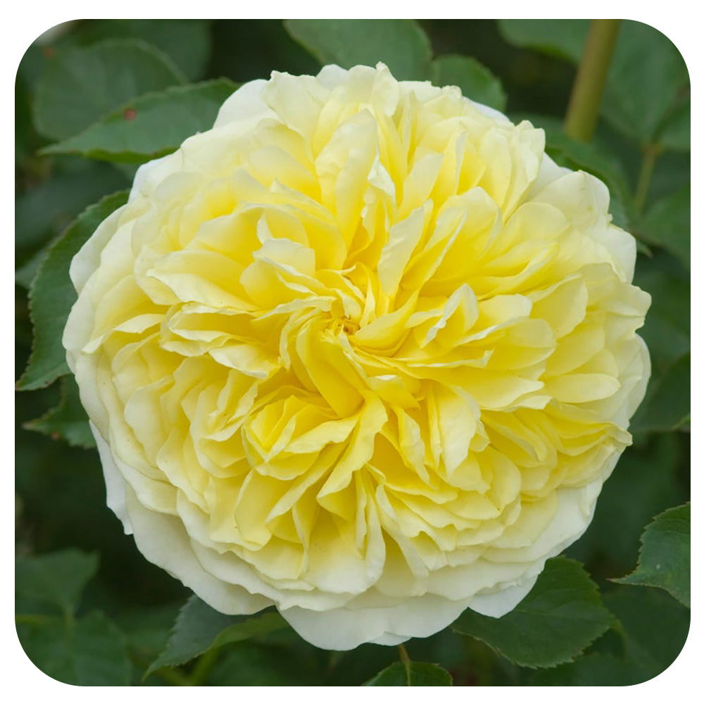 The Pilgrim Rose by David Austin (Climbing Rose)