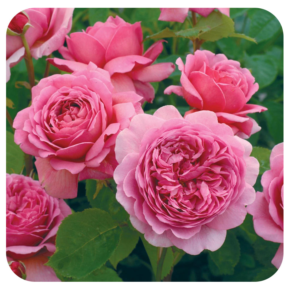 Princess Alexandra of Kent Rose by David Austin