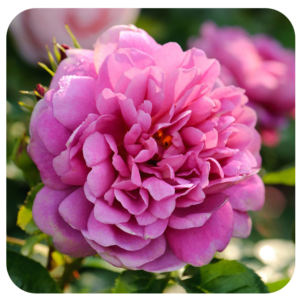 Princess Anne Rose by David Austin