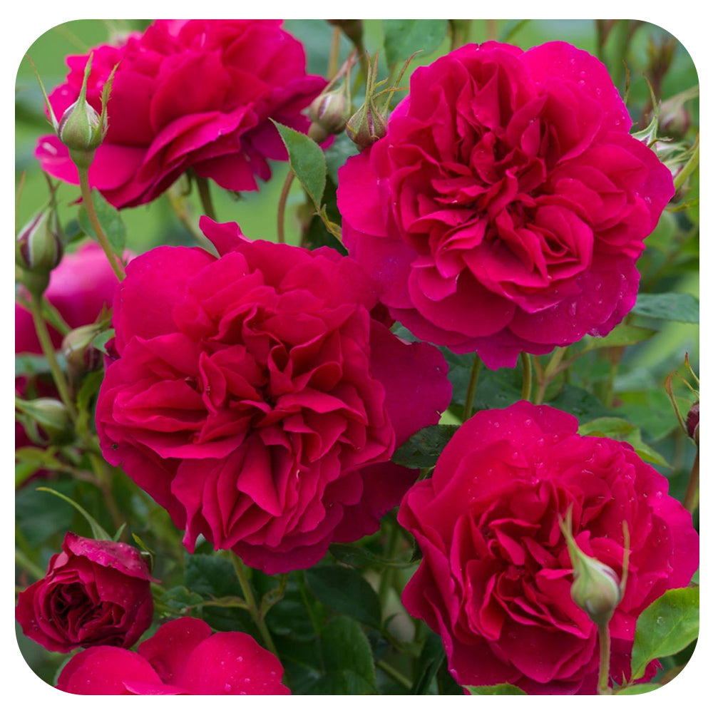 Thomas a Becket Rose by David Austin