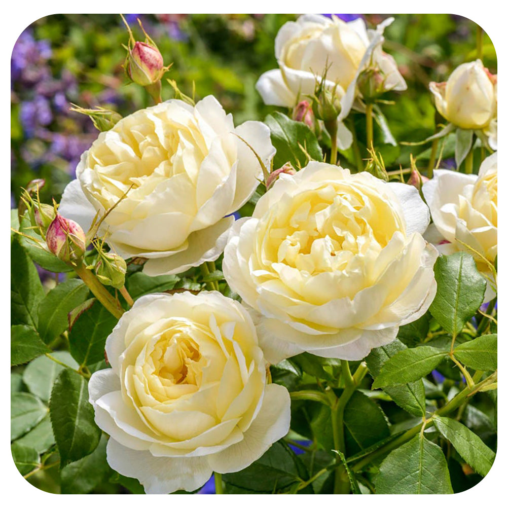 Vanessa Bell™ Rose by David Austin