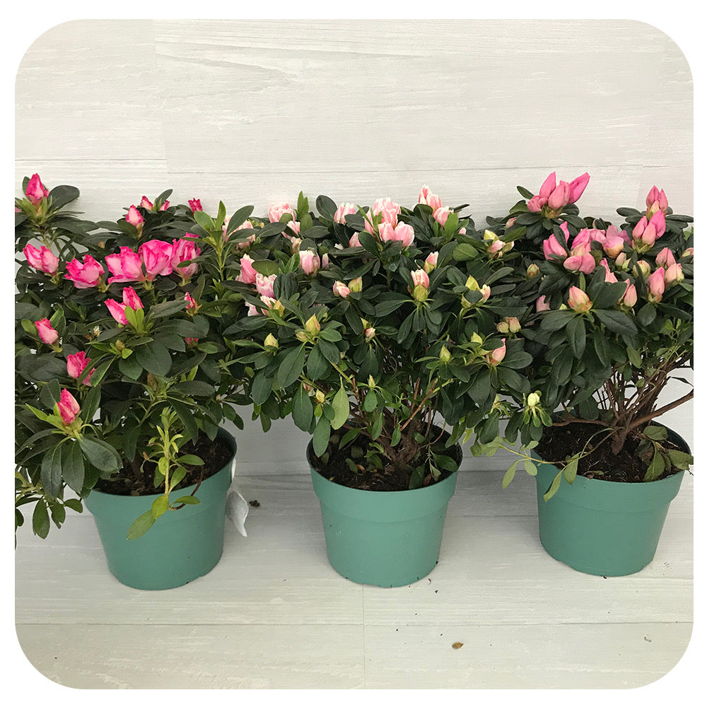 Azalea - pink shades