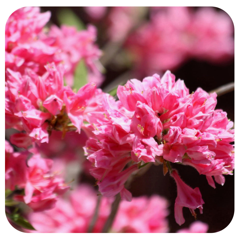 Azalea 'Rosy Lights'