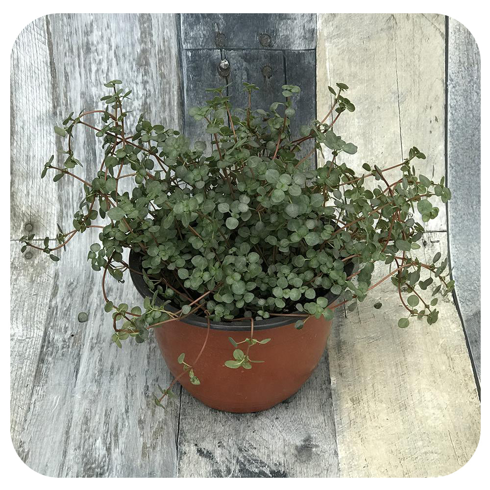 Baby's Tears (Pilea Depressa)