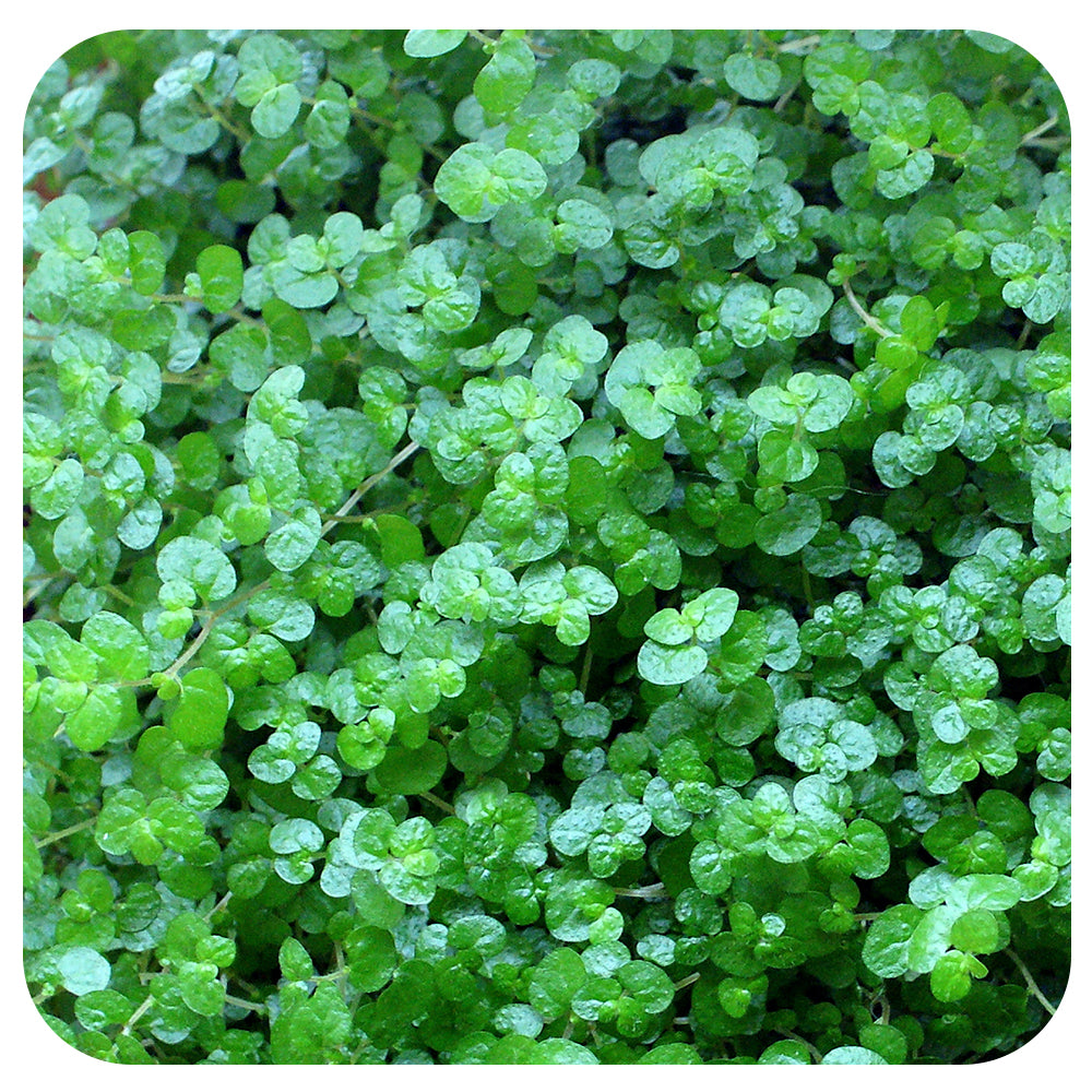 Baby Tears (Soleirolia Soleirolii))