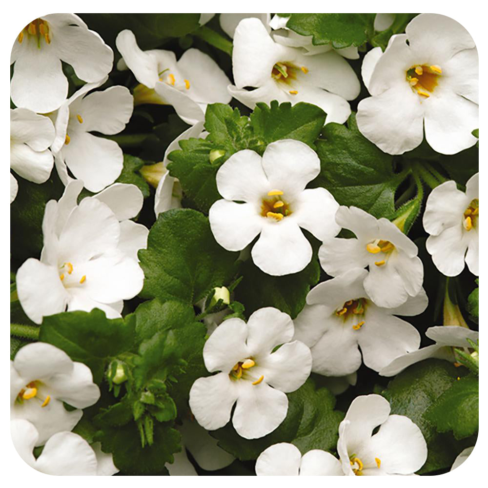 Bacopa