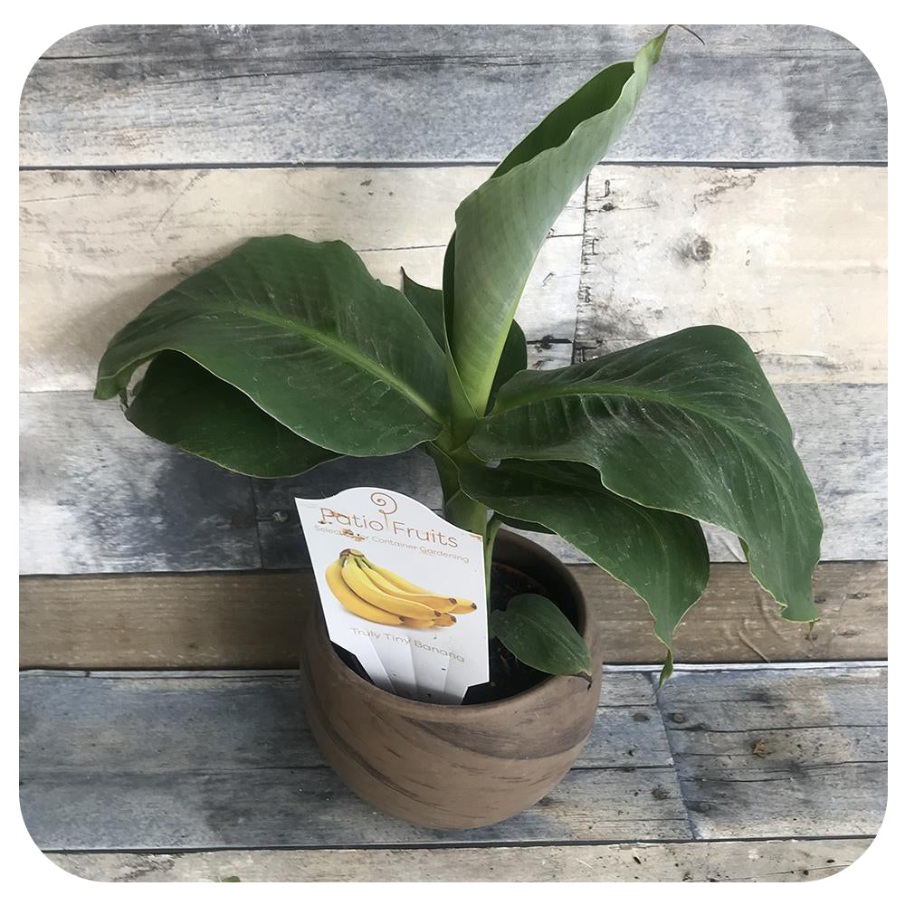 Banana Plant