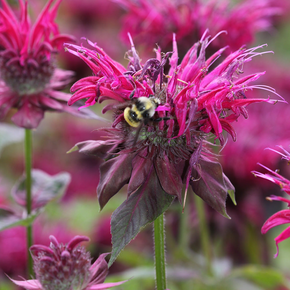 Monarda ‘Raspberry Wine’ (Bee Balm)