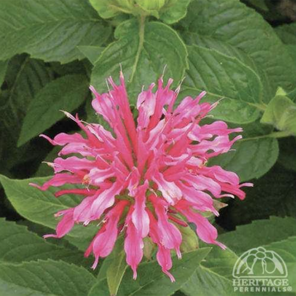 Monarda ‘Coral Reef’ (Bee Balm)