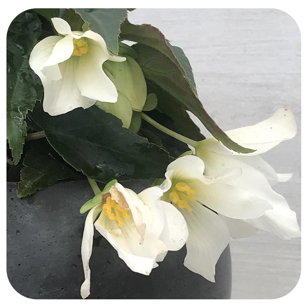 Begonia - Trailing Variety (Begonia boliviensis)