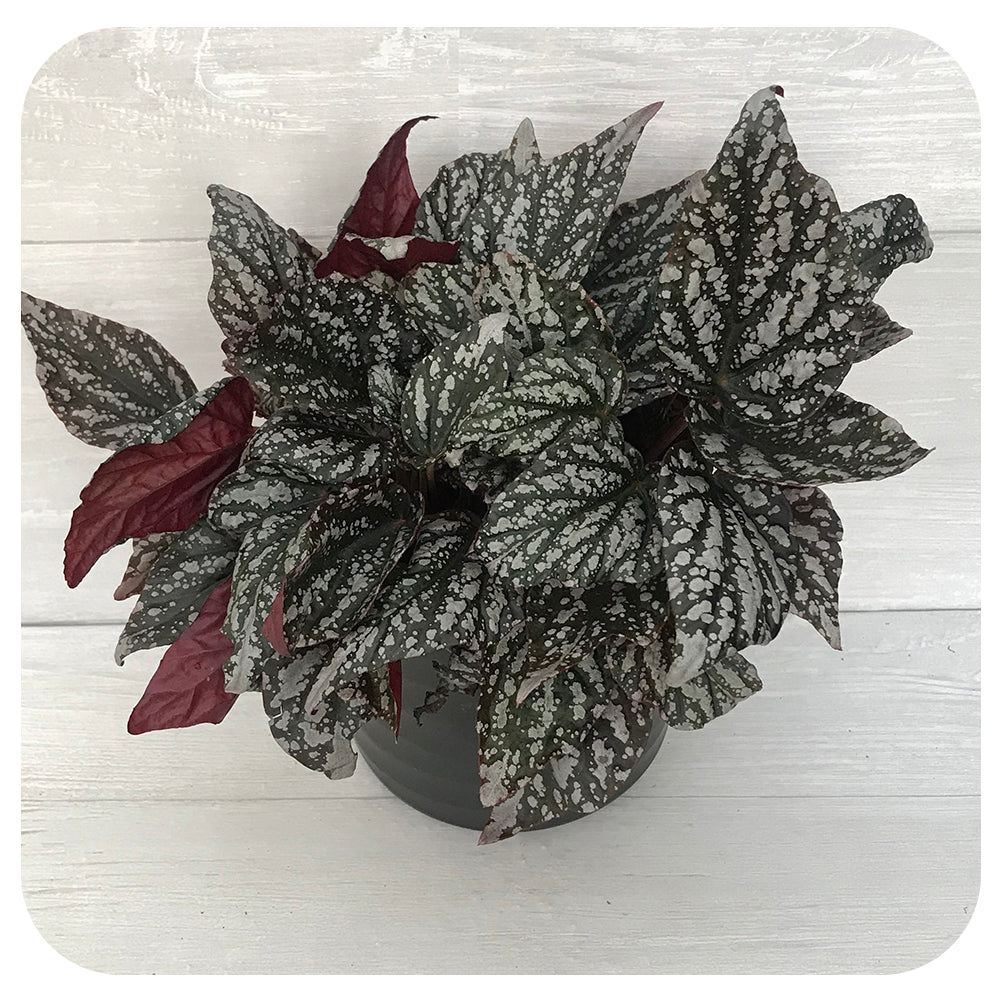 専用❣️Begonia 3点　ご予約品 Harmonys Tasmanian Devil Begonia Starter Plant (ALL STARTER PLANTS