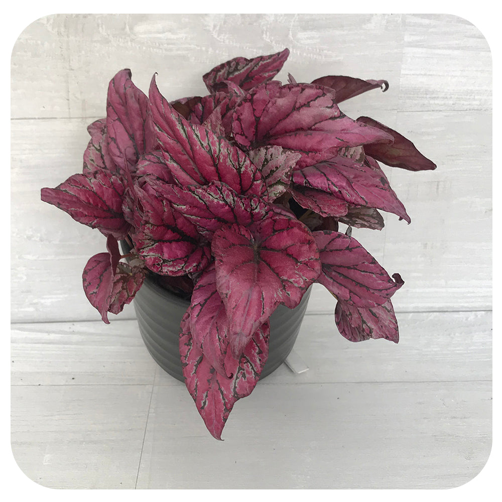 Rex Begonia - Metalic Pink
