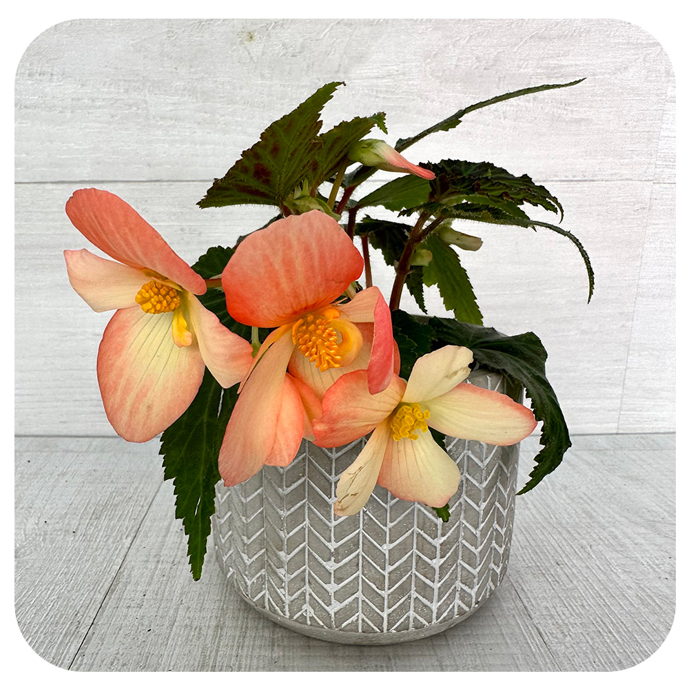 Begonia - Trailing Variety (Begonia boliviensis)