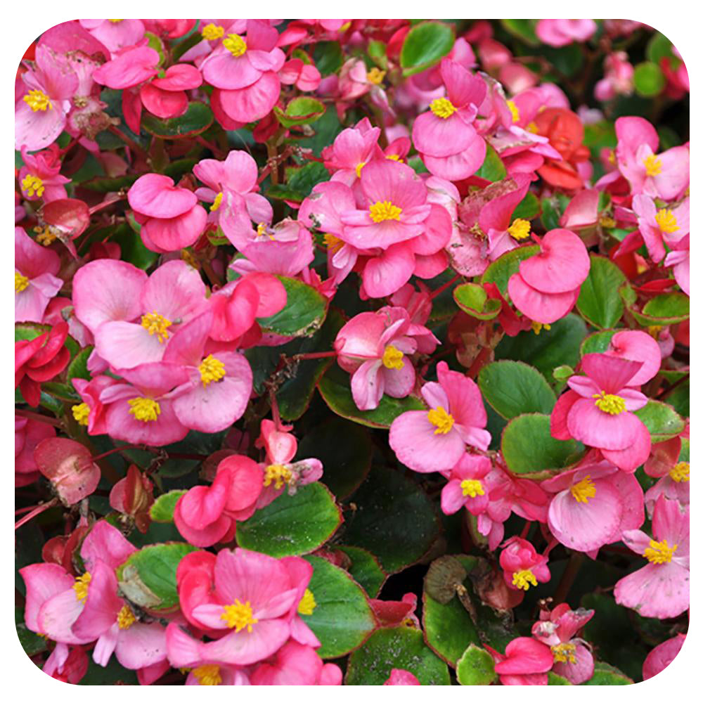Begonia - Fibrous (Wax Begonia)