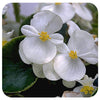 Begonia - Fibrous (Wax Begonia)
