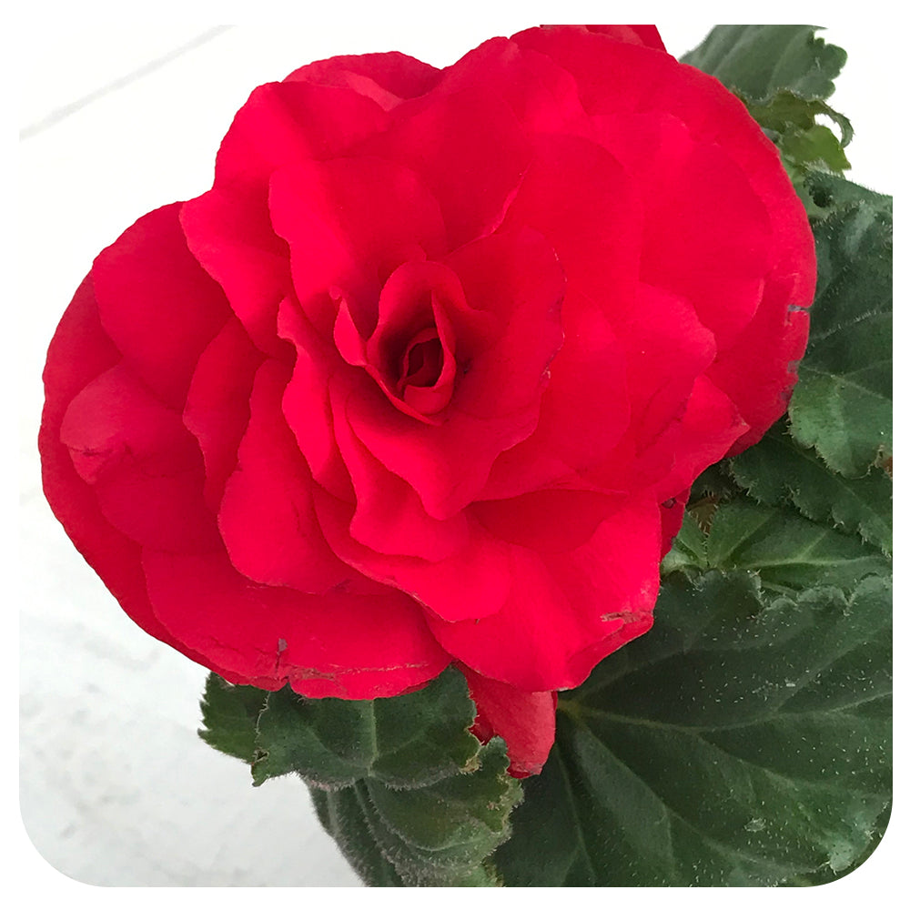 Begonia - Non-Stop Variety (Tuberous Begonia)