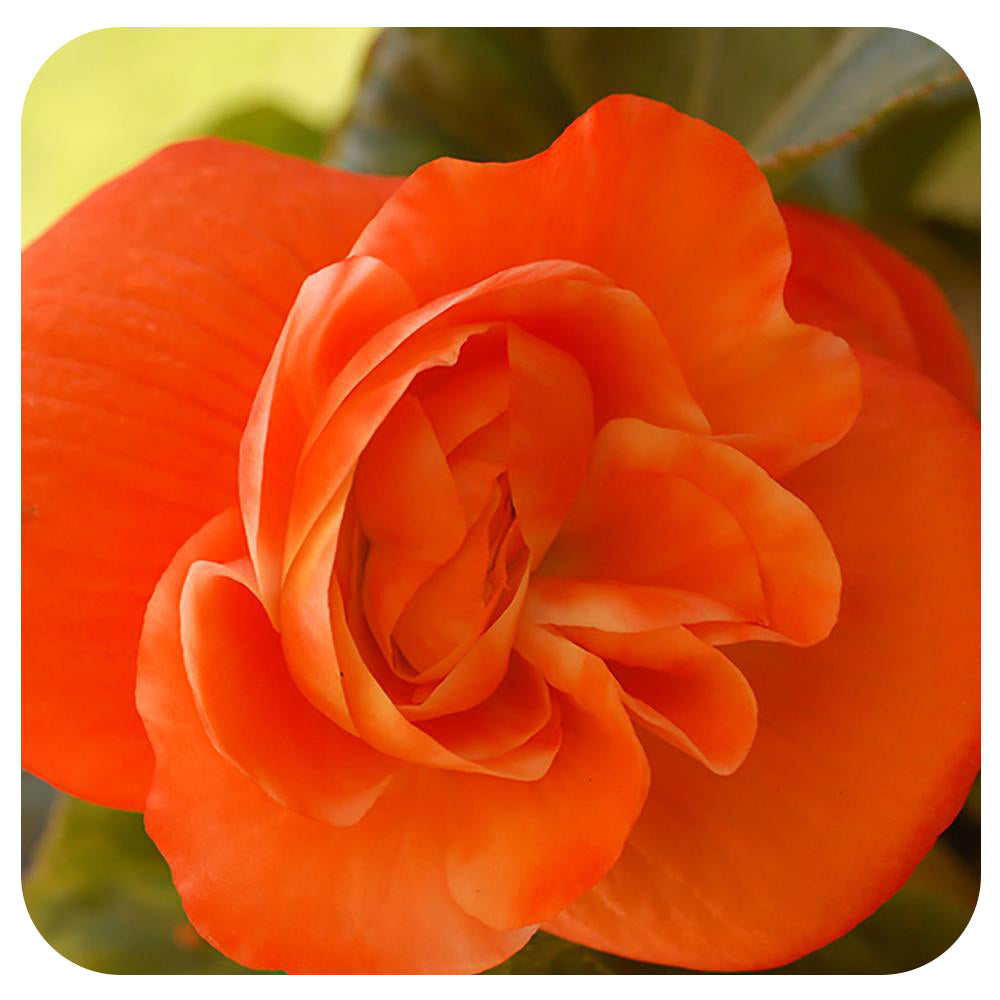 Begonia - Non-Stop Variety (Tuberous Begonia)