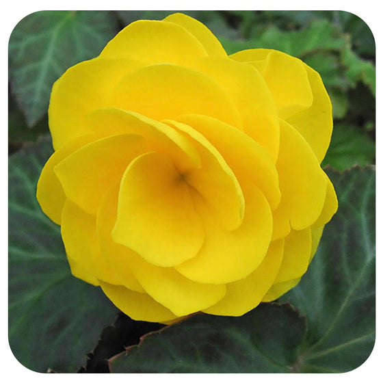 Begonia - Non-Stop Variety (Tuberous Begonia)