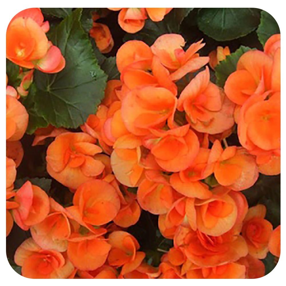 Begonia - Rieger