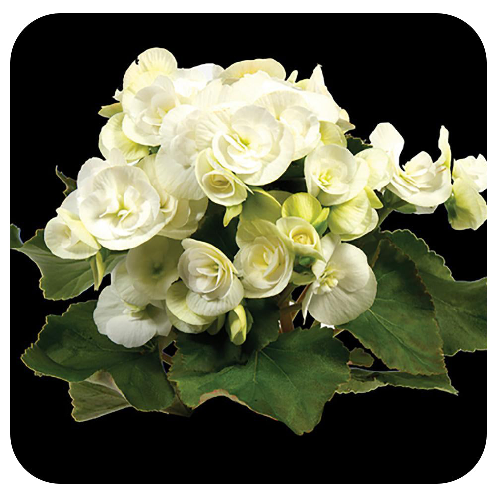 Begonia - Rieger