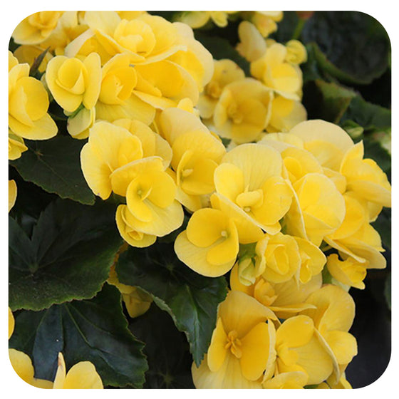 Begonia - Rieger