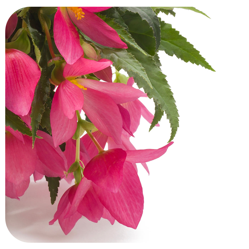 Begonia - Trailing Variety (Begonia boliviensis)