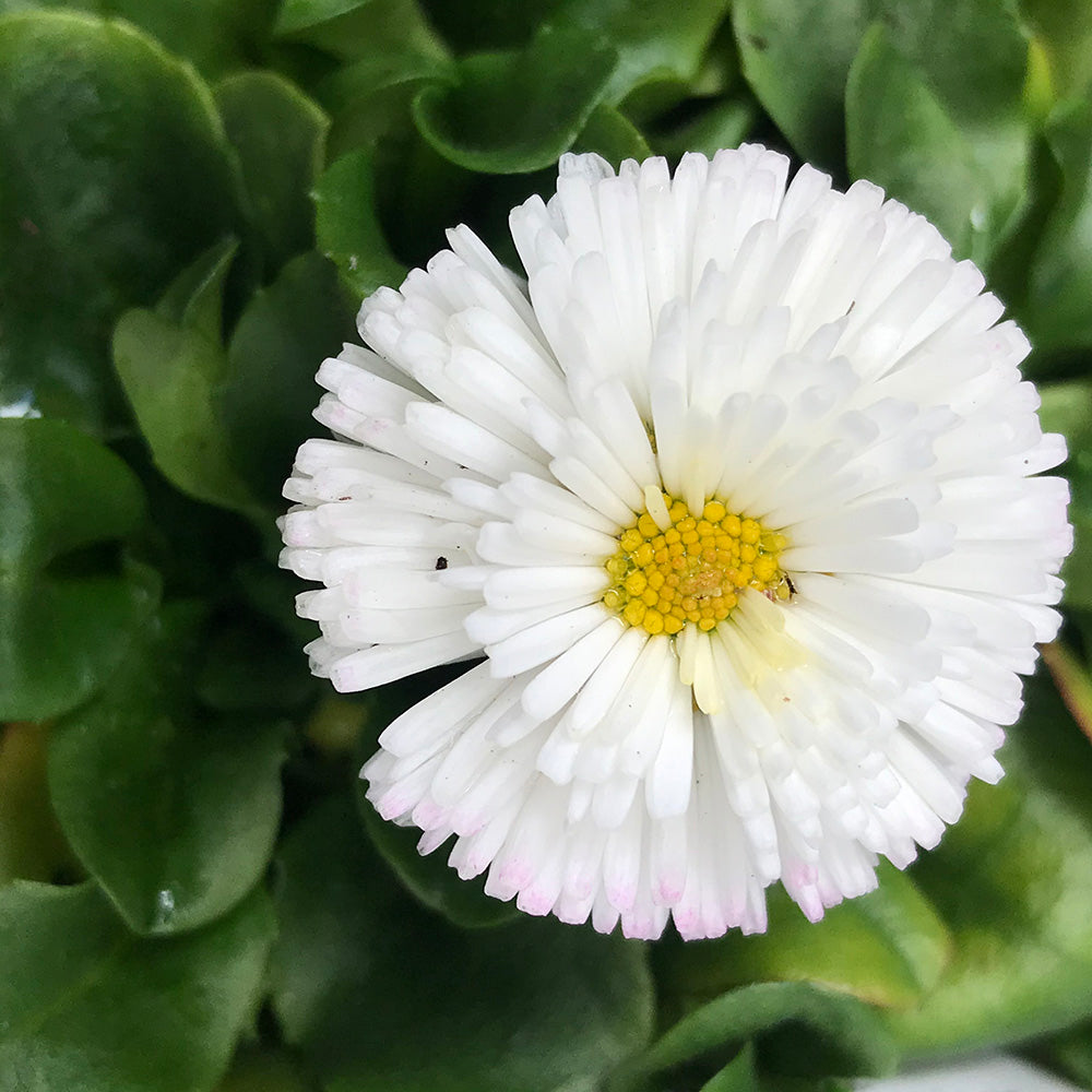 Bellis perennis Speedstar® White (White English Daisy)