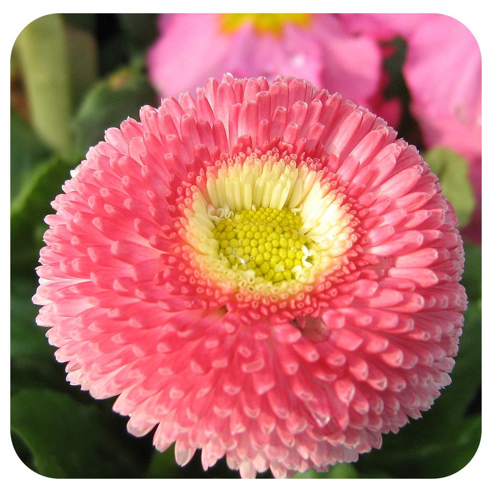 Bellis Speedstar® Pink (Pink English Daisy)