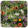 Beneficial Insect Flower Mix Seeds (Organic)