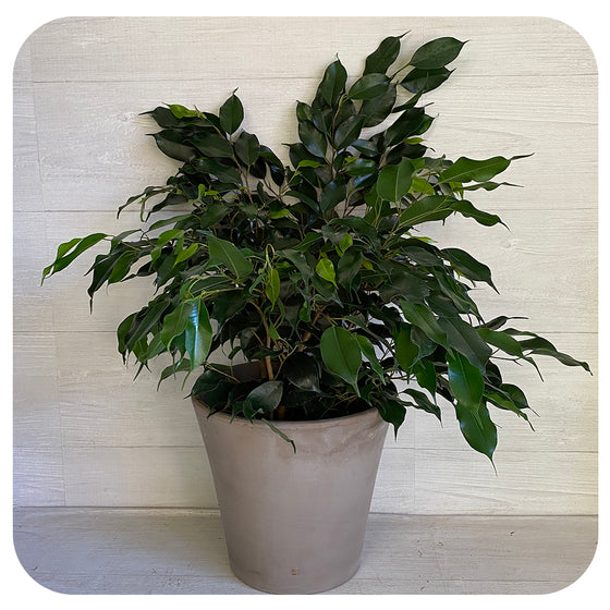 Ficus Benjamina Bush