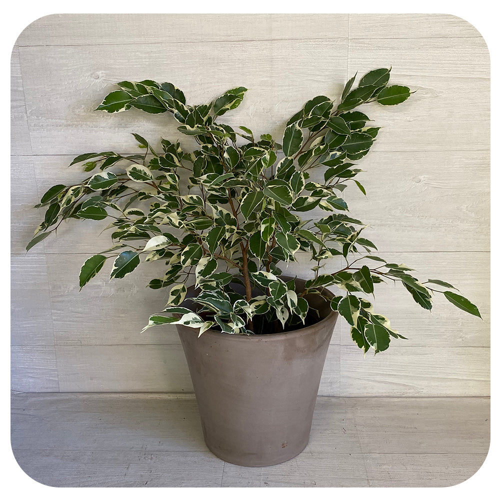 Ficus Benjamina Bush