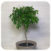Ficus Benjamina Standard (Tree Form)