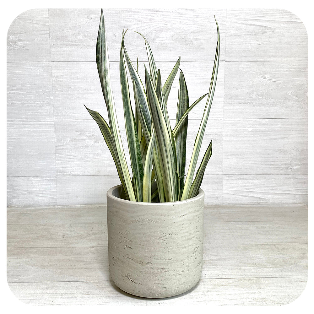 Snake Plant 'Bentel Sensation'' (Sansevieria)