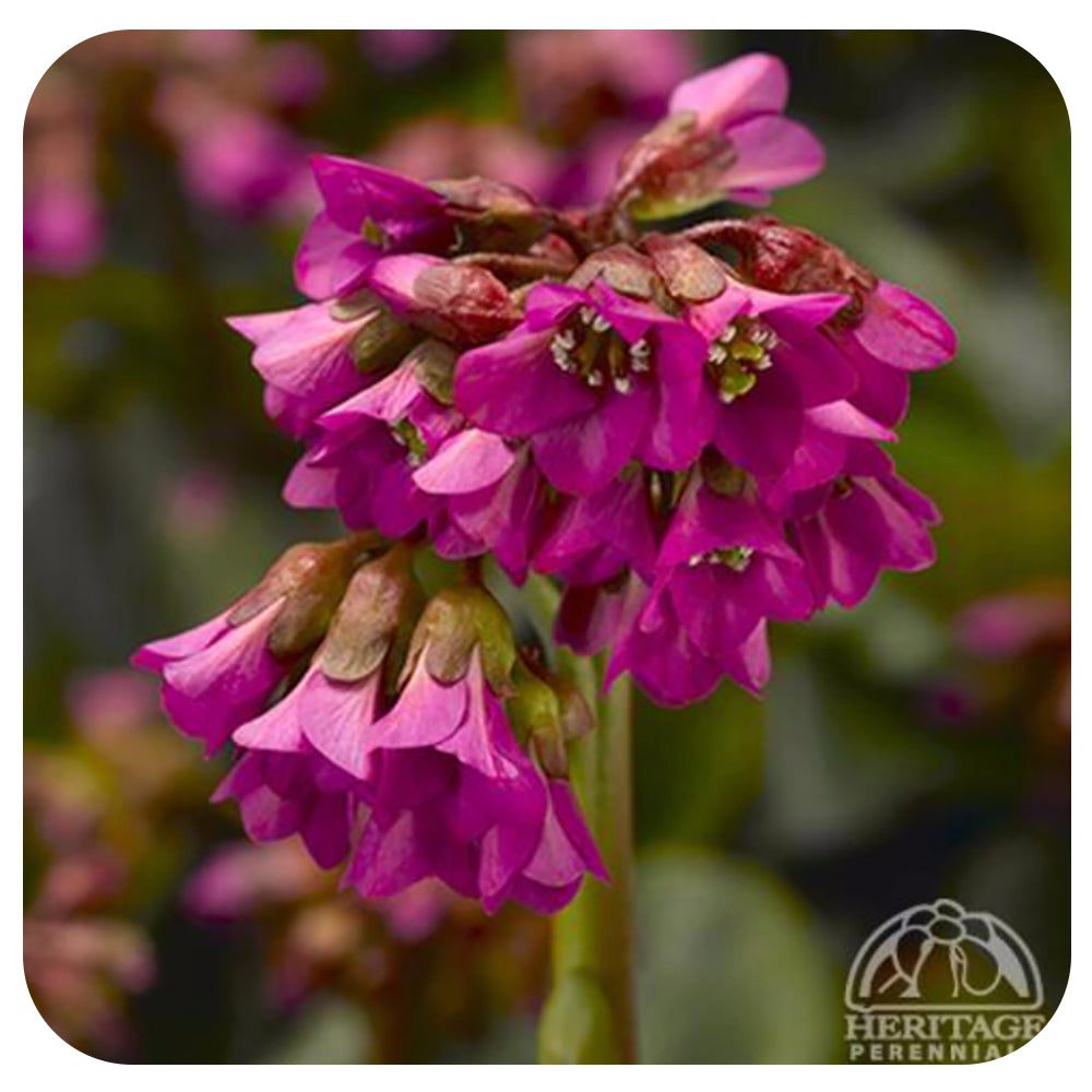 Bergenia ‘Shoeshine Rose'’