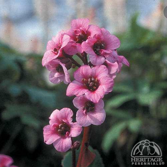 Bergenia ‘Dragonfly Sakura’