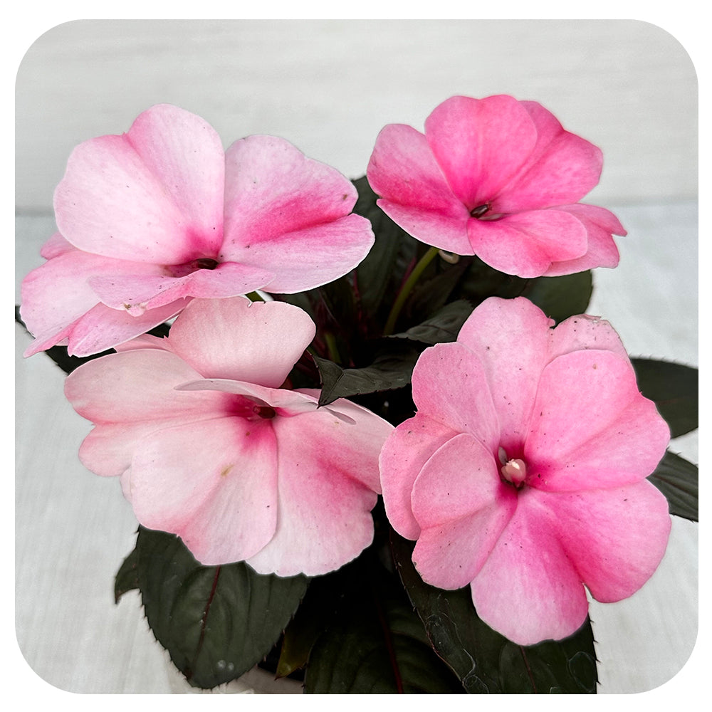 New Guinea Impatiens