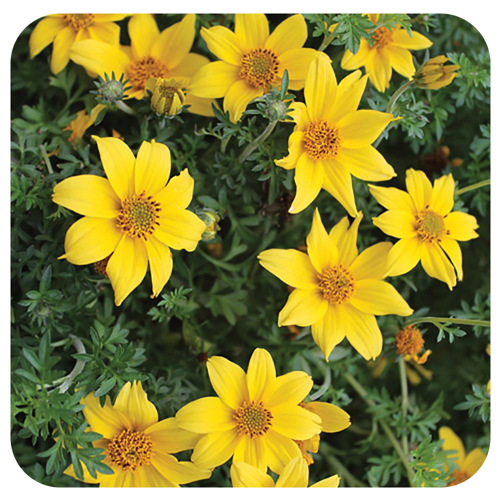 Bidens