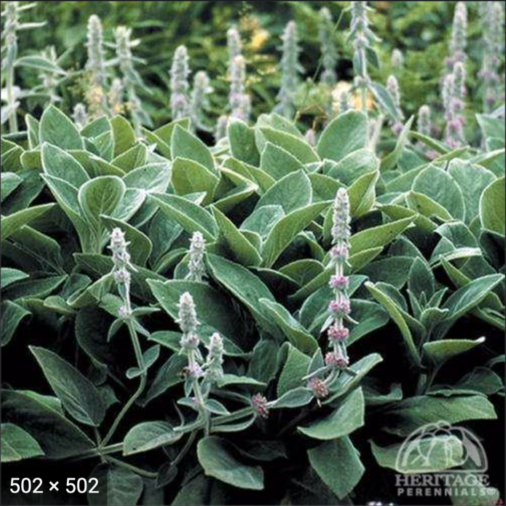 Lamb's Ears (Stachys byzantine)