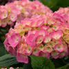 Let’s Dance Big Easy Hydrangea by Proven Winners (Hydrangea macrophylla)