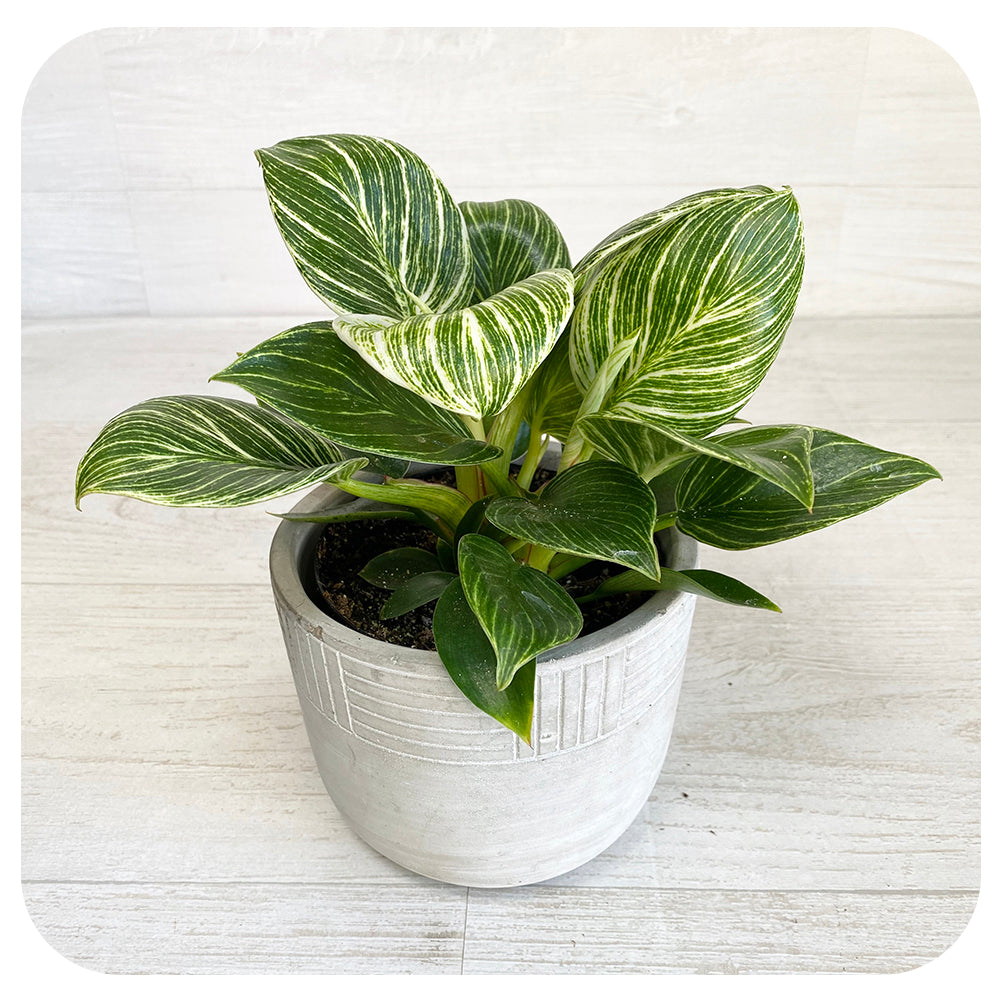 Philodendron ‘Birkin’