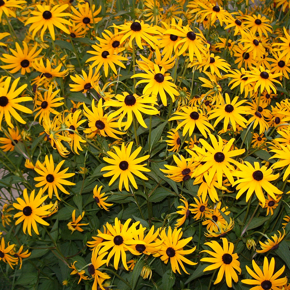 Black-Eyed Susan (Rudbeckia Fulgida) - Goldsturm Variety