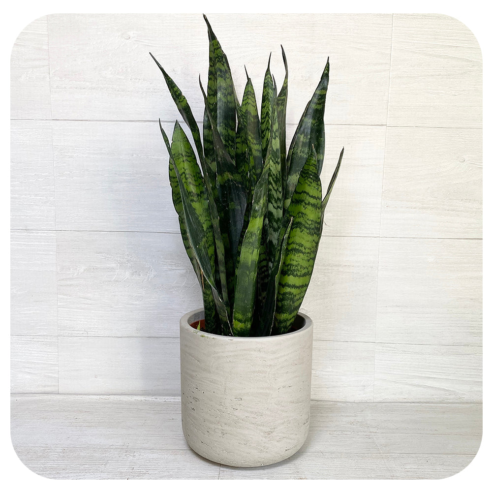 Snake Plant 'Black Coral' (Sansevieria)