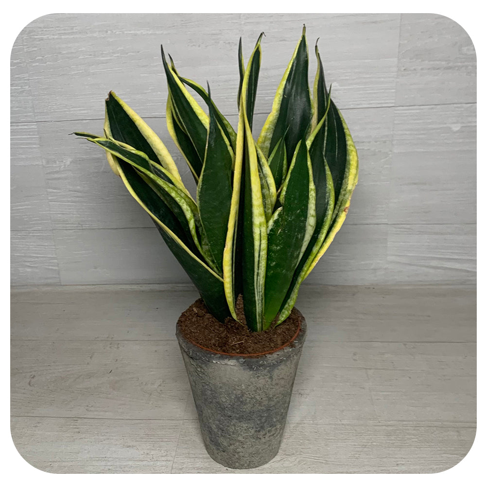 Snake Plant ‘Black Gold’ Futura (Sansevieria)
