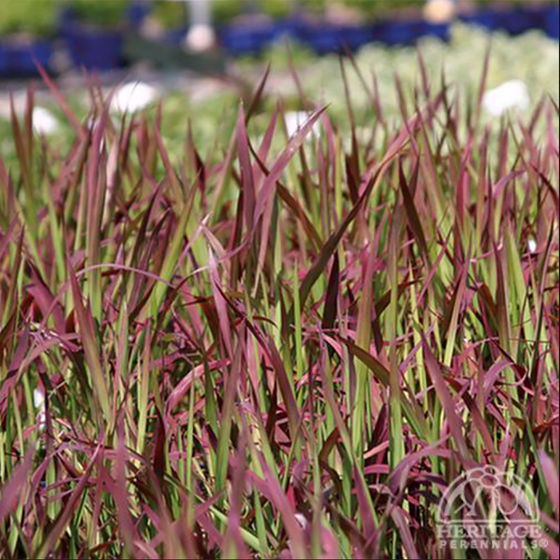 Japanese Blood Grass 'Red Baron' (Imperata cylindrica)