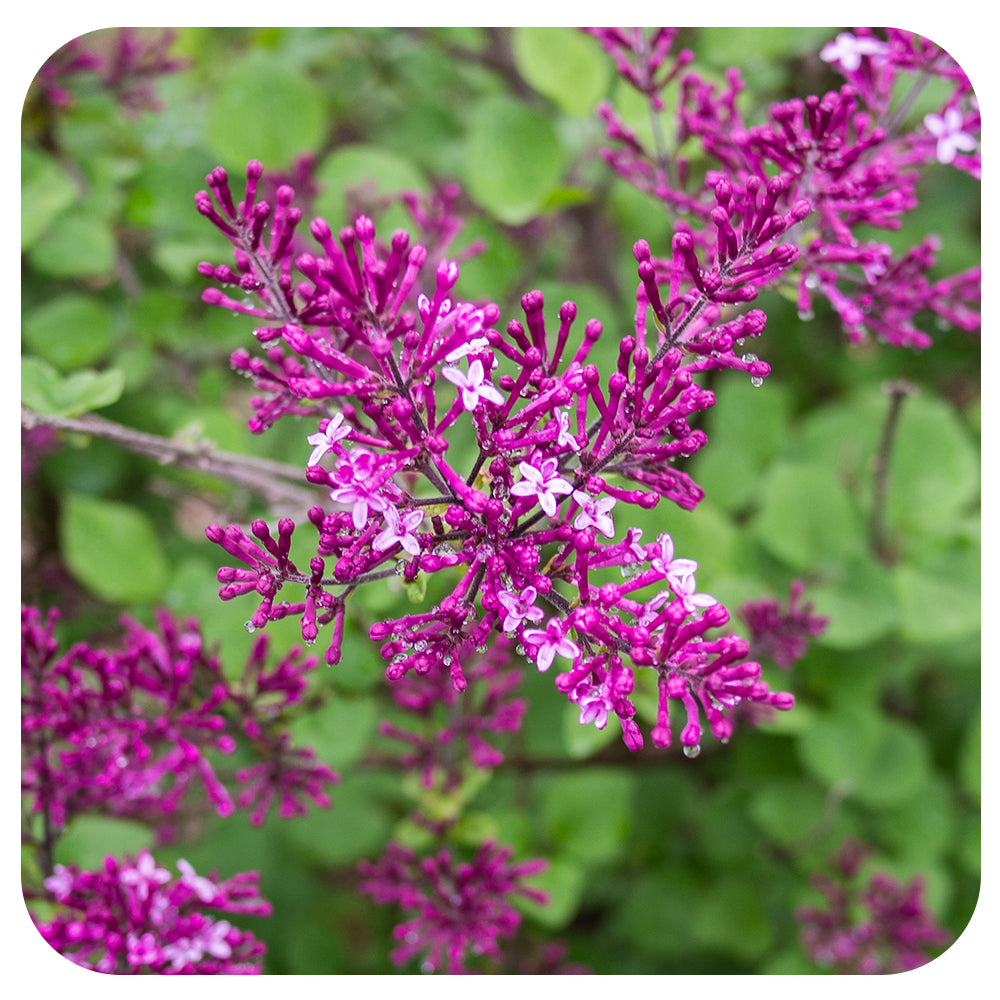 Lilac Bloomerang Dark Purple by Proven Winners (syringa)