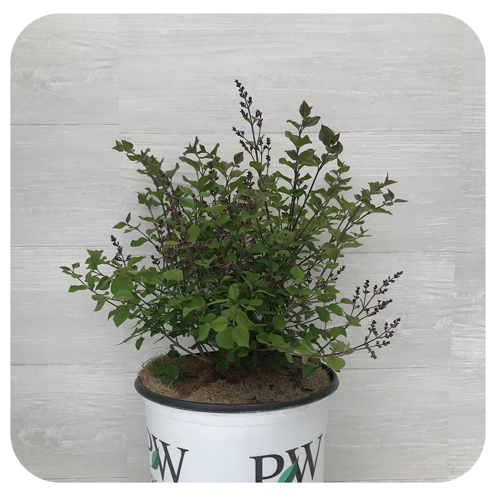 Lilac Bloomerang Dark Purple by Proven Winners (syringa)