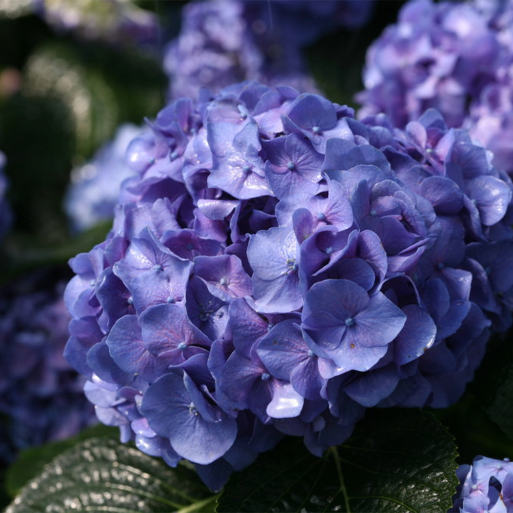 Let’s Dance'Blue Jangles Hydrangea by Proven Winners (Hydrangea macrophylla)