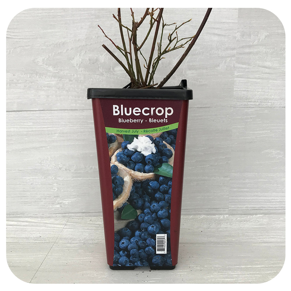 Blueberry Bluecrop