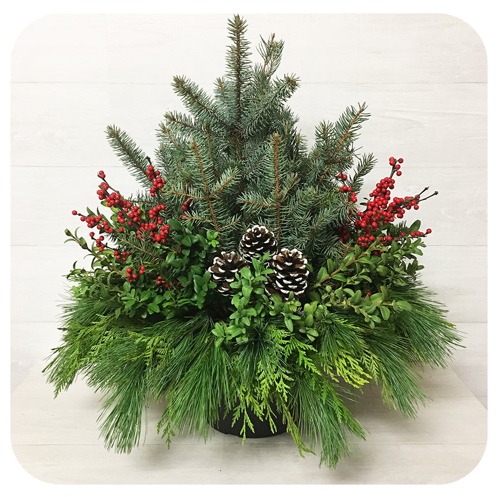 Urn - Blue Spruce with Ilex*